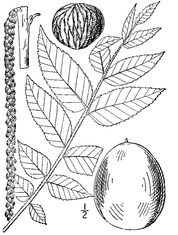 Juglans nigra (black walnut) botanical illustration