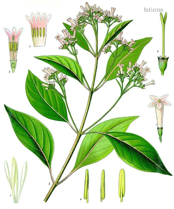 Cinchona officinalis botanical plate, source of quinine