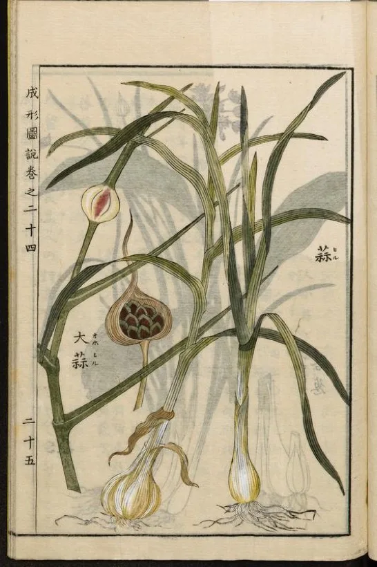 Allium sativum (garlic) botanical illustration