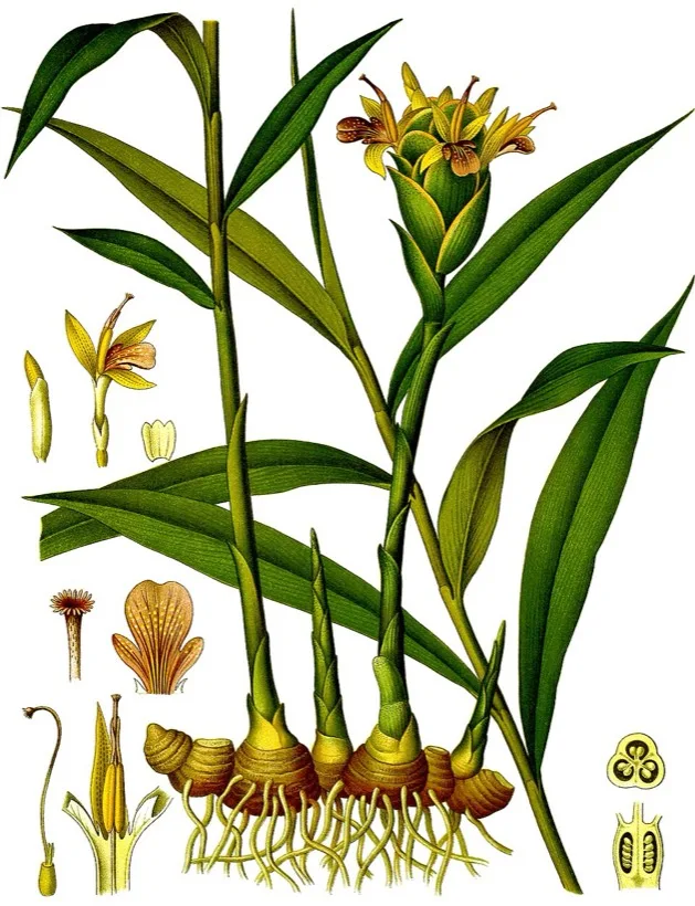 Zingiber officinale (ginger) botanical plate