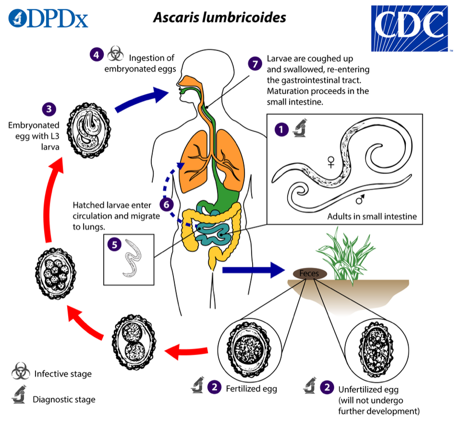 Ascaris lumbricoides life cycle diagram