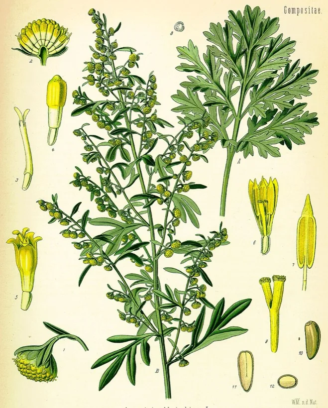 Artemisia absinthium (wormwood), 1887 botanical plate by Köhler